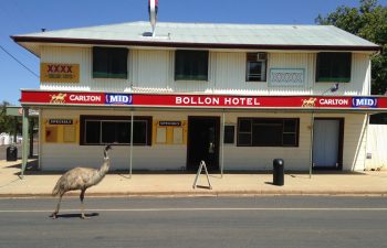 Just an emu walking down the main road...